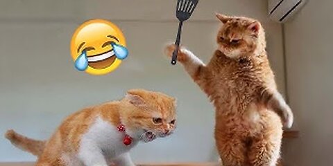 Best Funny Animal Videos of the year (2023), funniest animals ever. relax with cute animals video