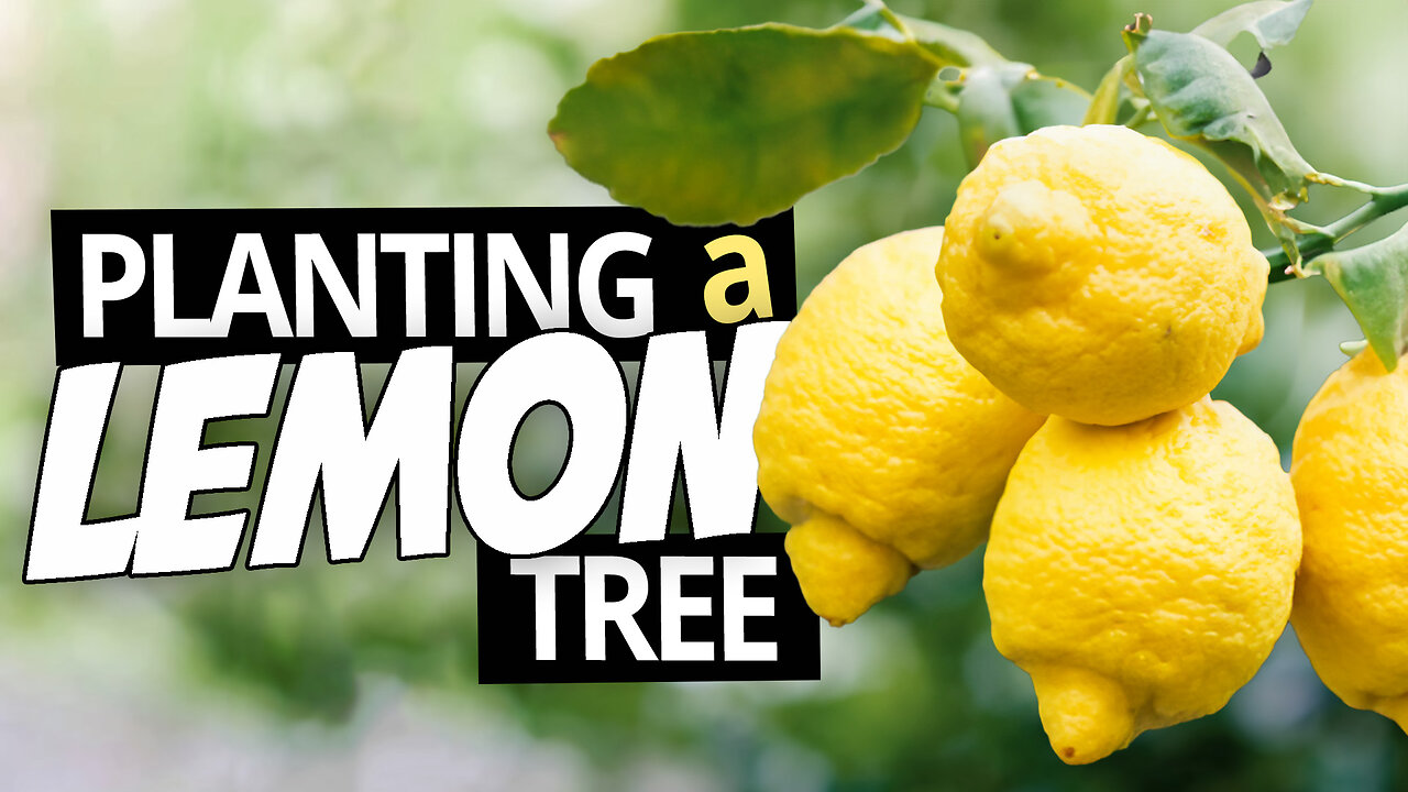 How to Grow a Lemon Tree in a Pot