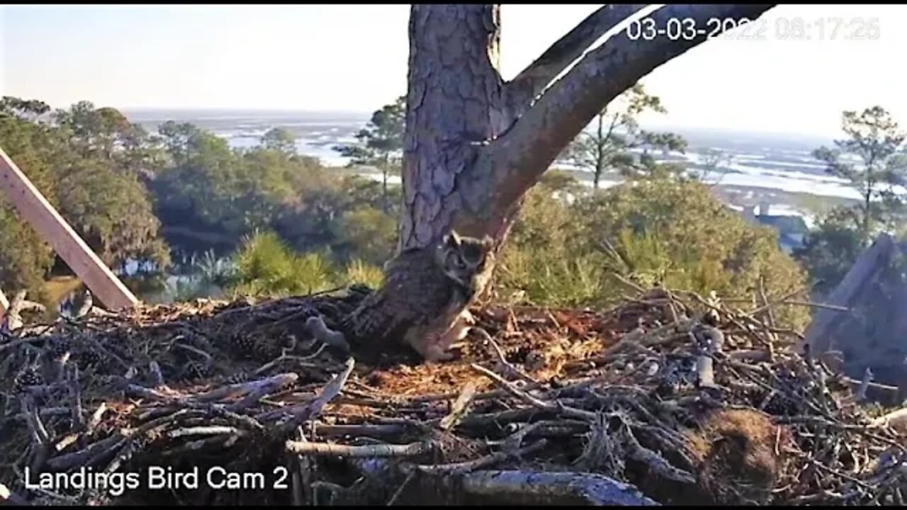 Breakfast On The Veranda 🦉 3/3/22 08:17