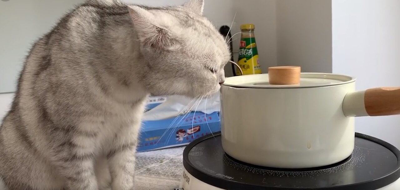 Cute Meow Star Man's First Day of Cooking