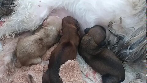 J Litter Arrived- 3 of the 4