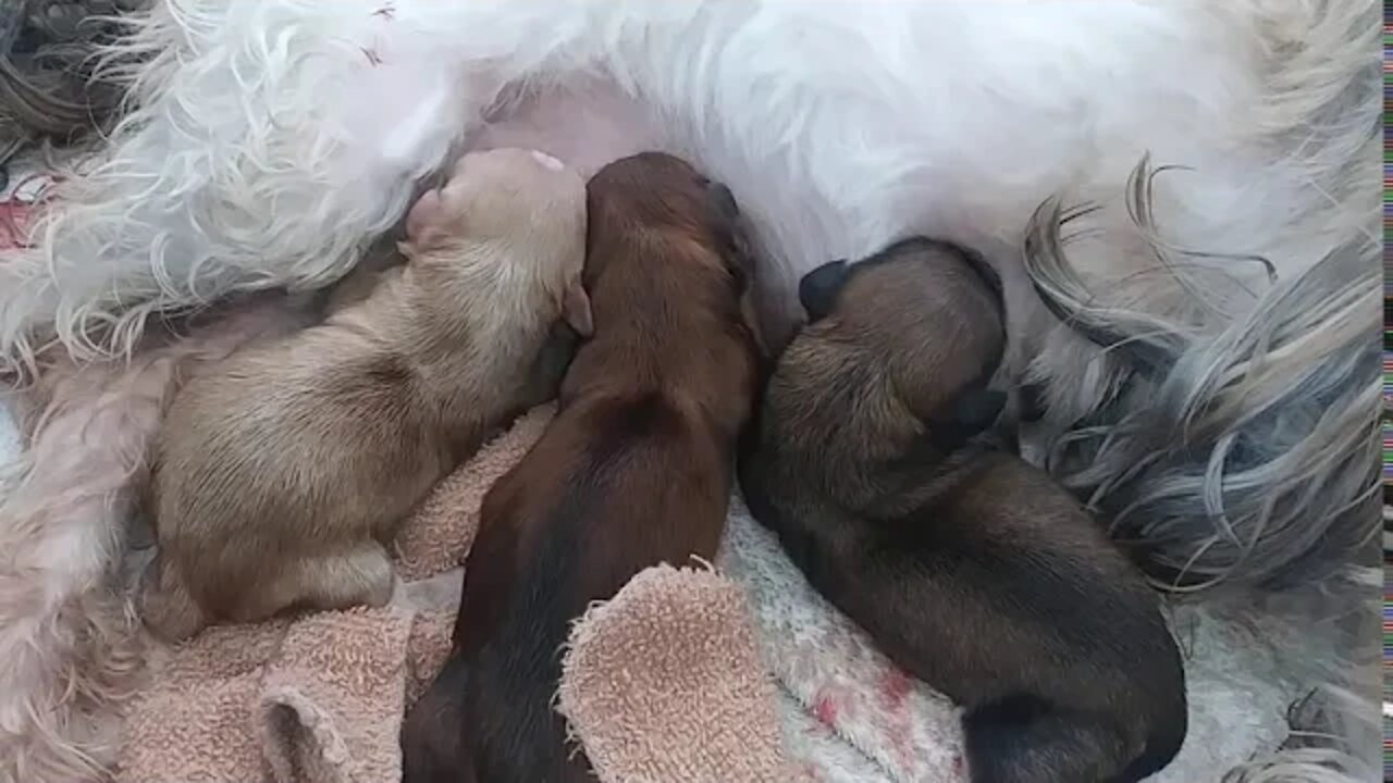 J Litter Arrived- 3 of the 4