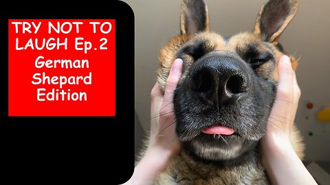 Try Not to Laugh Ep. 2! German Shepherd Dog Edition