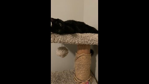 I love my cat tree!