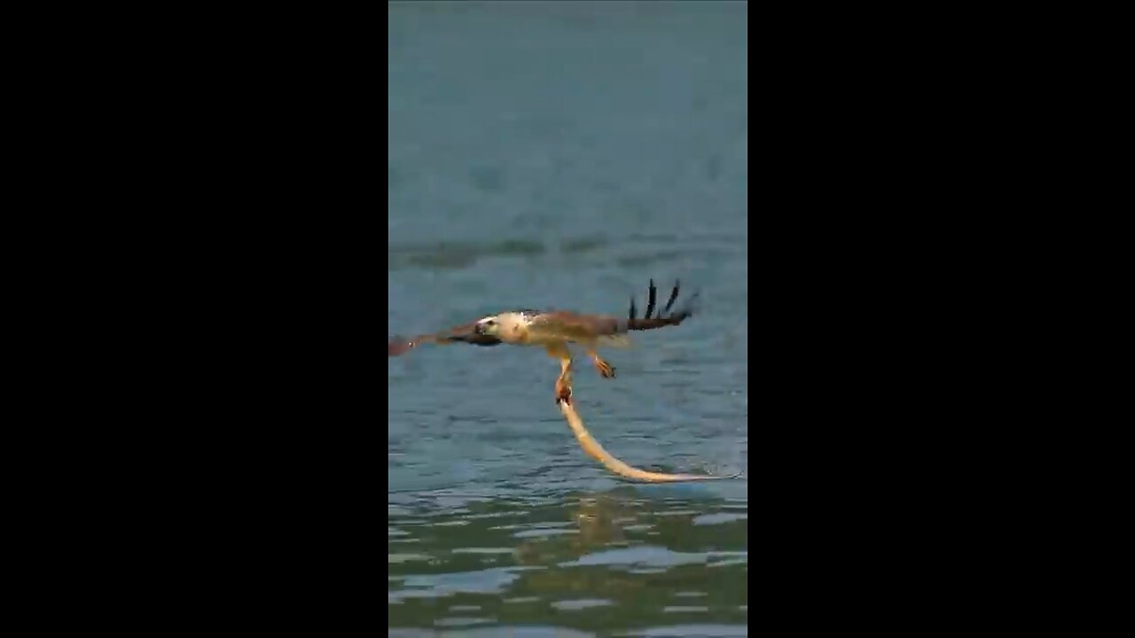 #bird #nature -