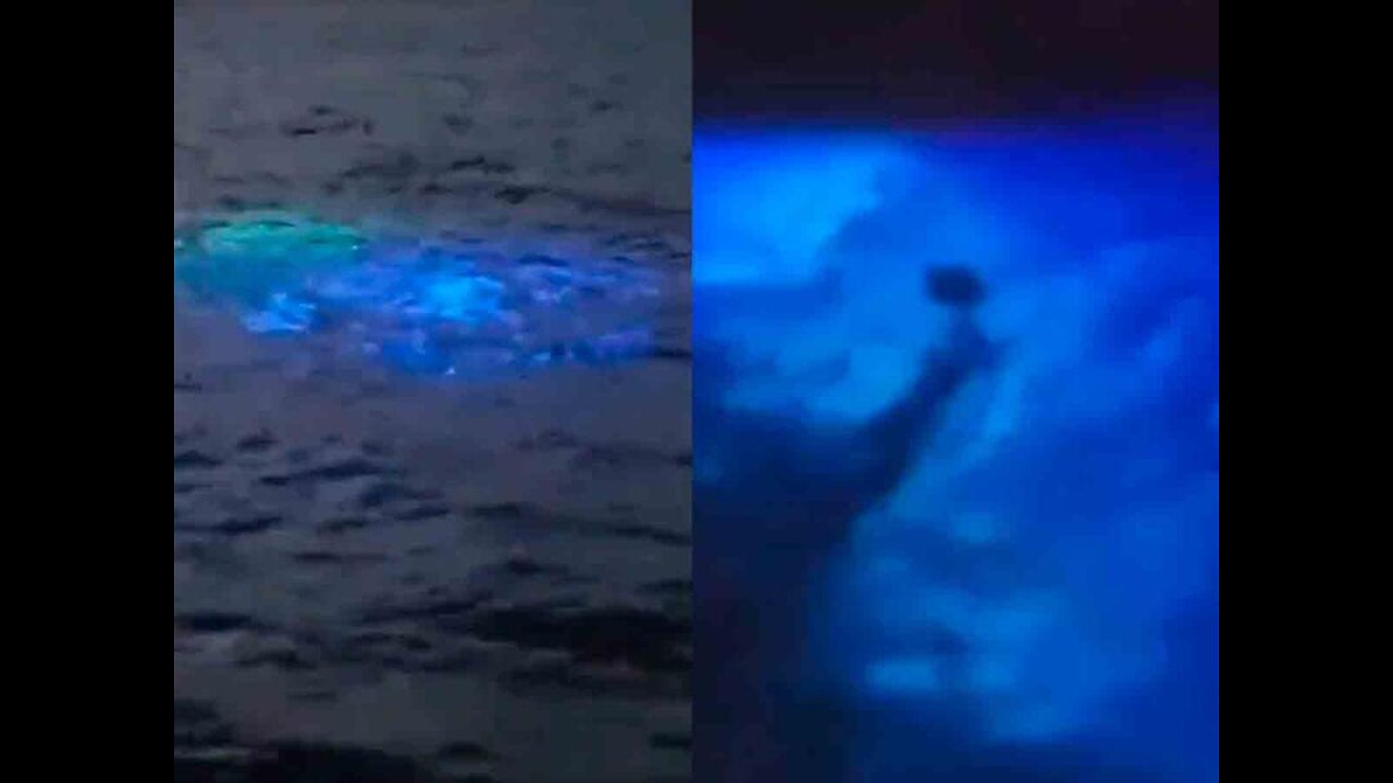 Incredible Sighting of OSNI and Unknown Creature in Aguadilla! Puerto Rico July 2023