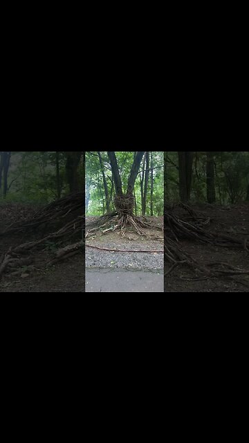 Octopus made from branches