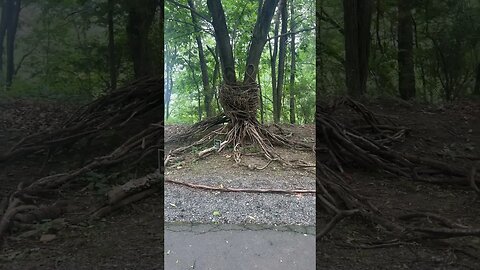 Octopus made from branches