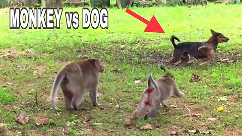 Dog vs Monkey fight