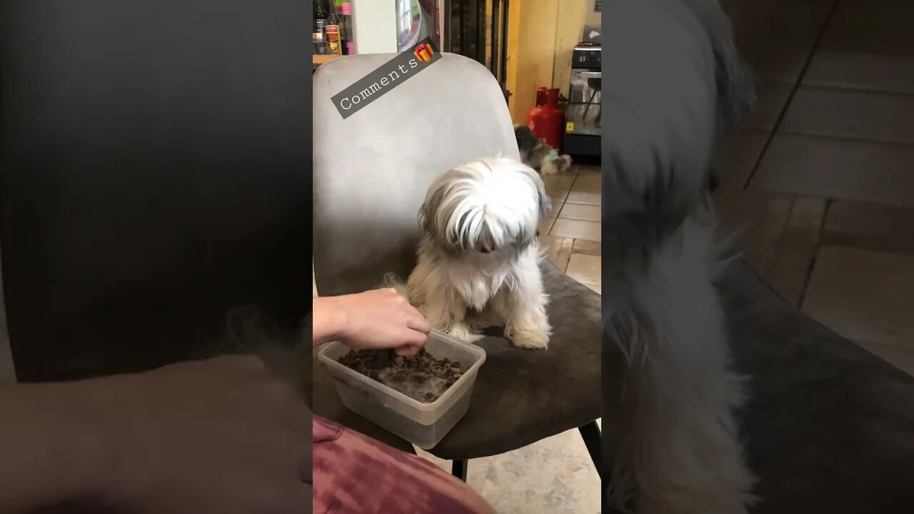 Is your Shih tzu not eating?