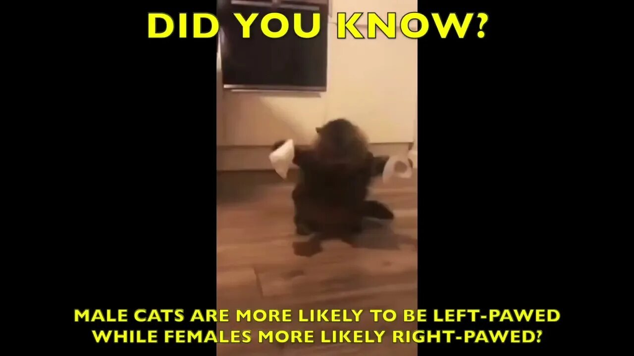 Facts about Male and Female Cats you didn't know