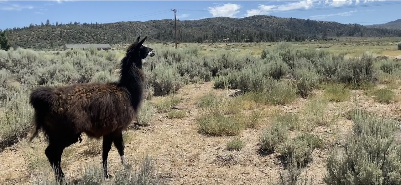 Llama on the Loose!