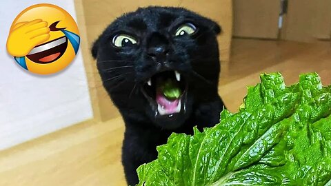 Funny Animals Scarring And Chasing People