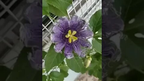 ll Ever seen any blooming bud? See the video ll