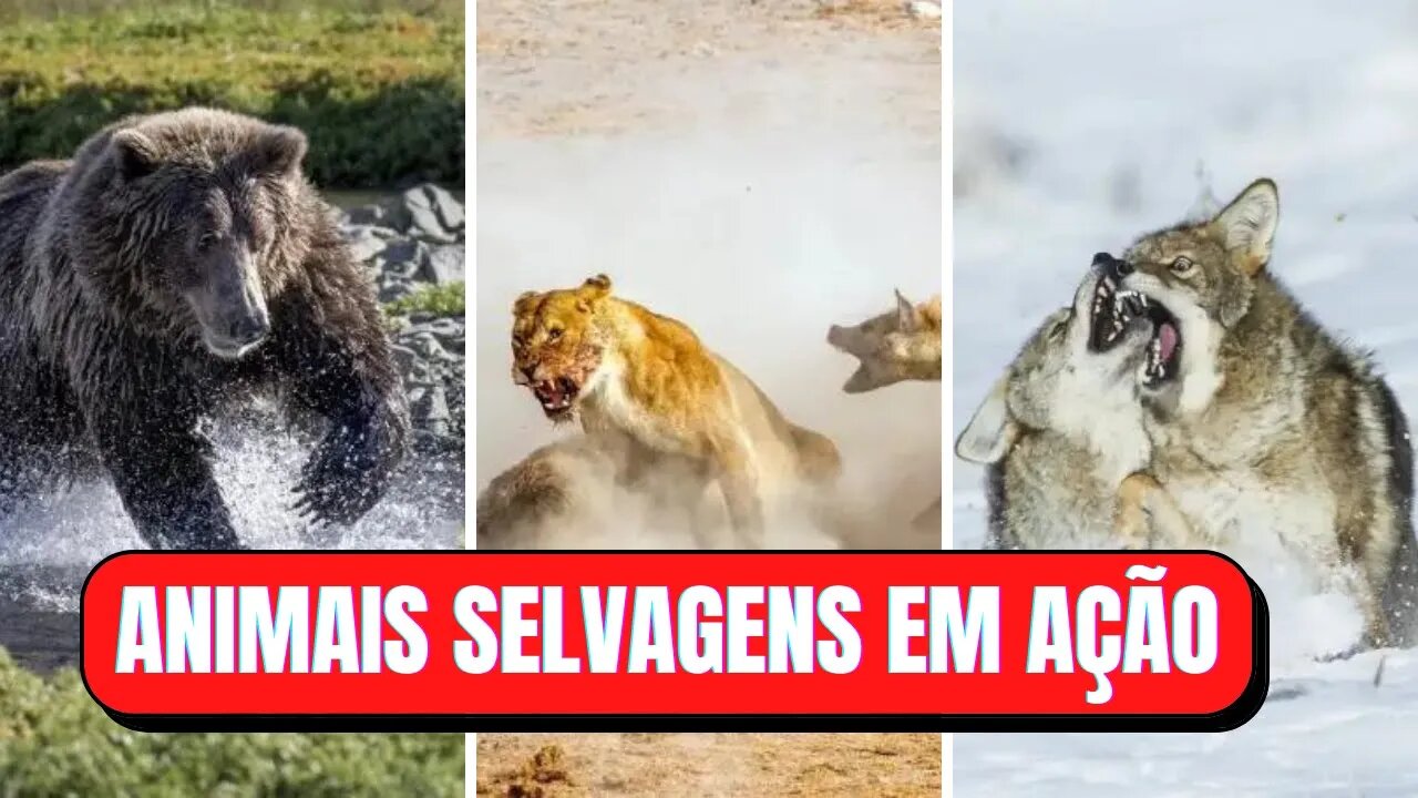 Top 20 incríveis fotos de animais selvagens em ação