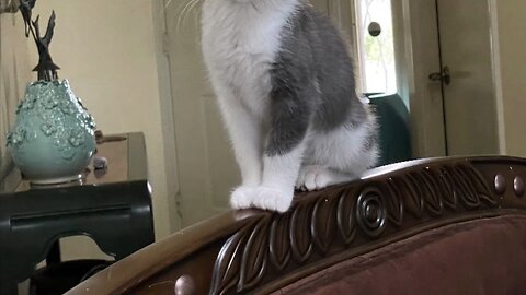 Meet Clara from the planet Fur Ball