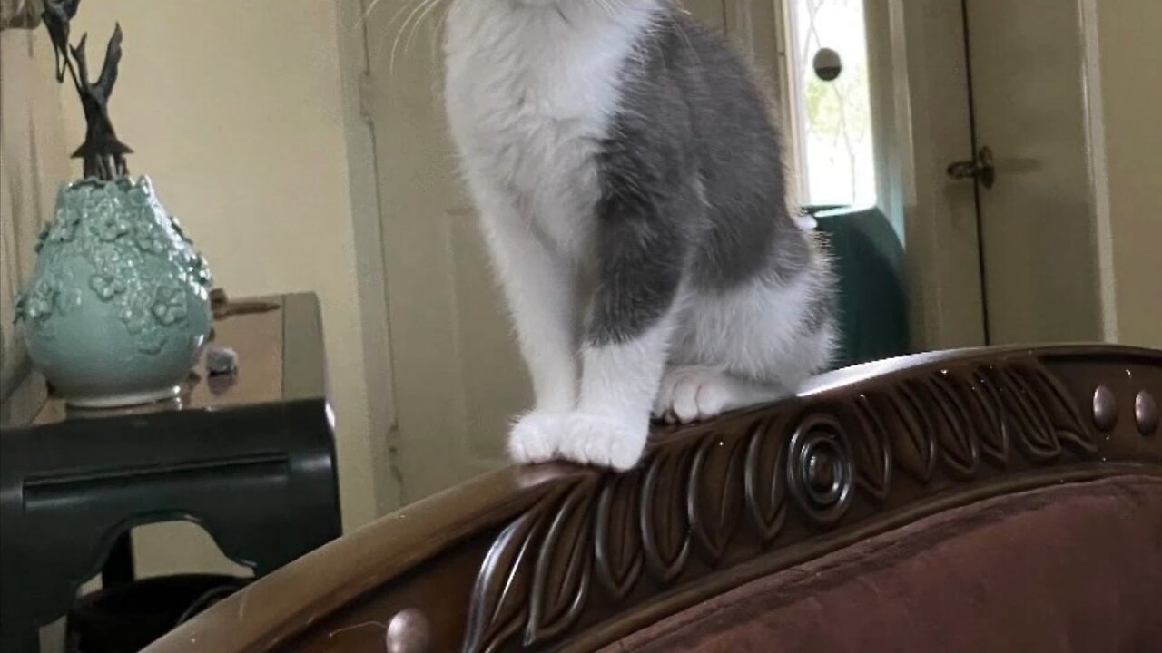 Meet Clara from the planet Fur Ball
