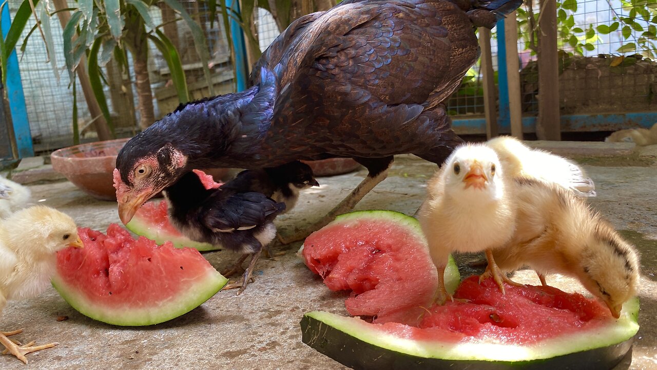 Chicken Family Eating Watermelon