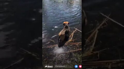 Dog finding frogs to play with