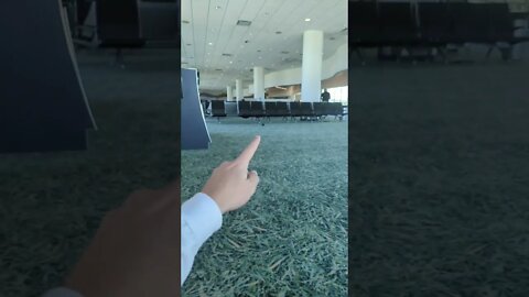 Damn Bird In The Airport Terminal.
