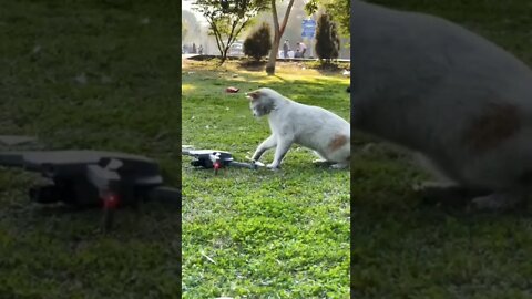 Cat Catching dron #shorts #reels #cat #funny