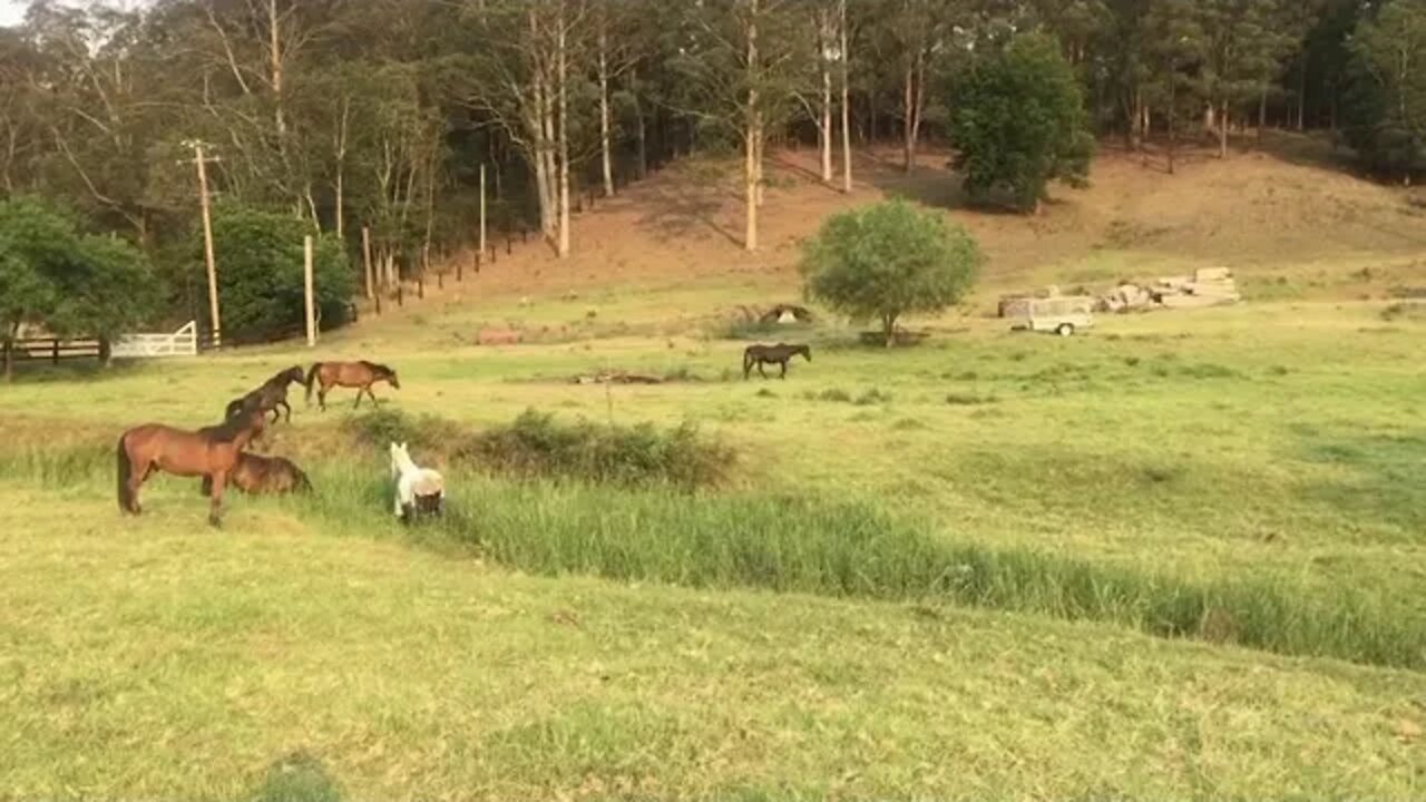 Putting all the horses into one paddock for two nights