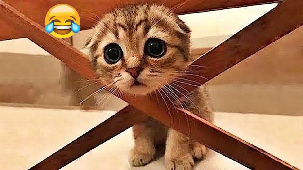 When my cat is out of its mind! 😹 Funny Cat videos