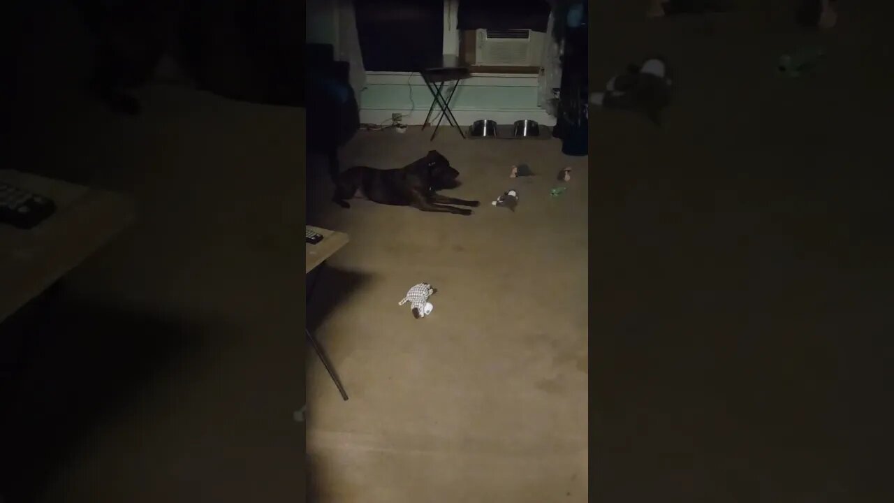 Our Doggie Playing, Barking And Batting At His Toy