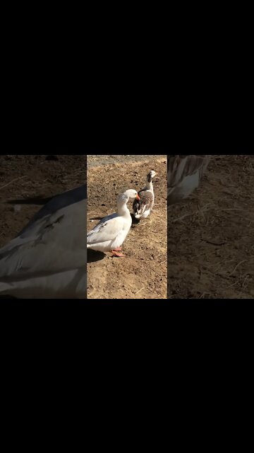 Edwin the attack goose says no 😂