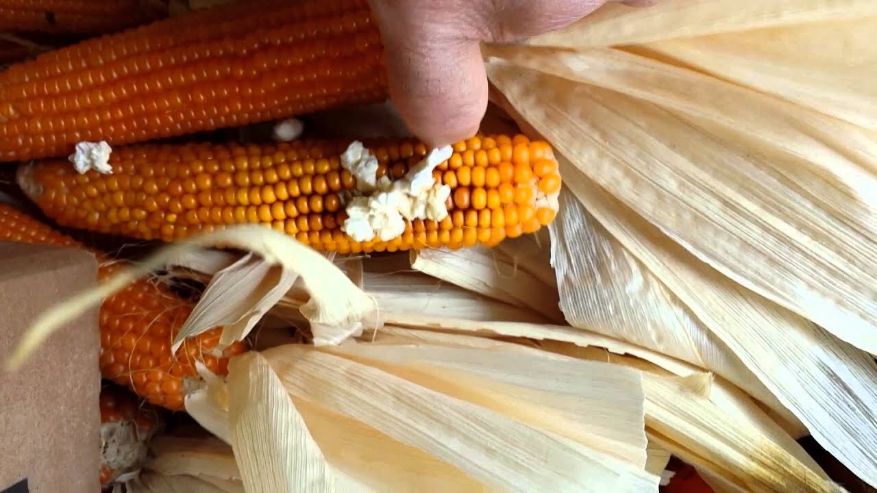 Fresh Pocorn on the Cob