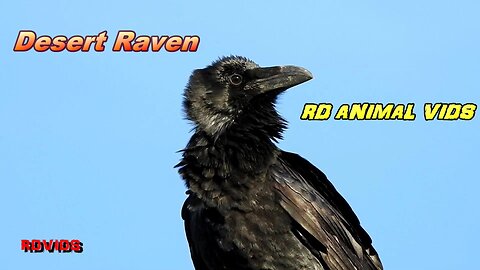 Grumbling Raven In The Southwest Desert Has A Lot To Say #AnimalVideo