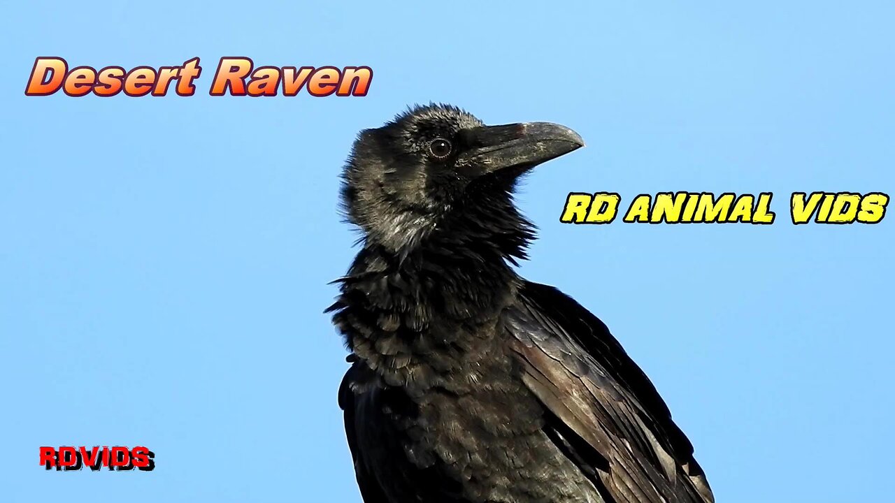 Grumbling Raven In The Southwest Desert Has A Lot To Say #AnimalVideo