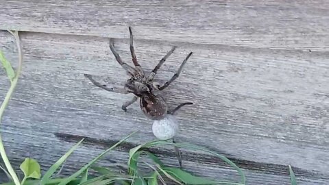 Giant Corn Fed Spider with Egg Sack.