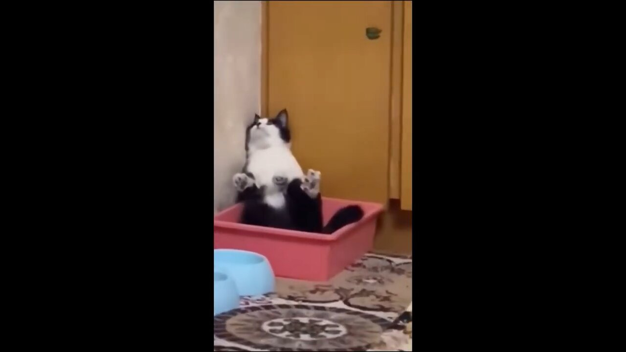 Funny Cats/Dogs -2023
