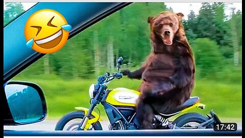 🤣😆Funniest animals🤣 2023 and Fails Pets Video #11 In tiktok Funny