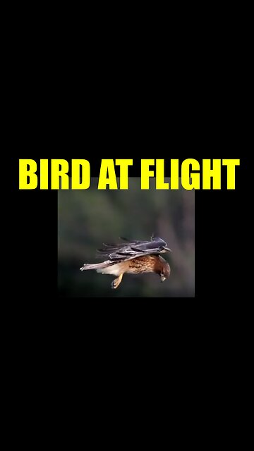 Bird At Flight