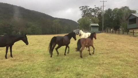 Introducing a new horse to the herd - this horse hasn't seen pasture or rain for a looong time