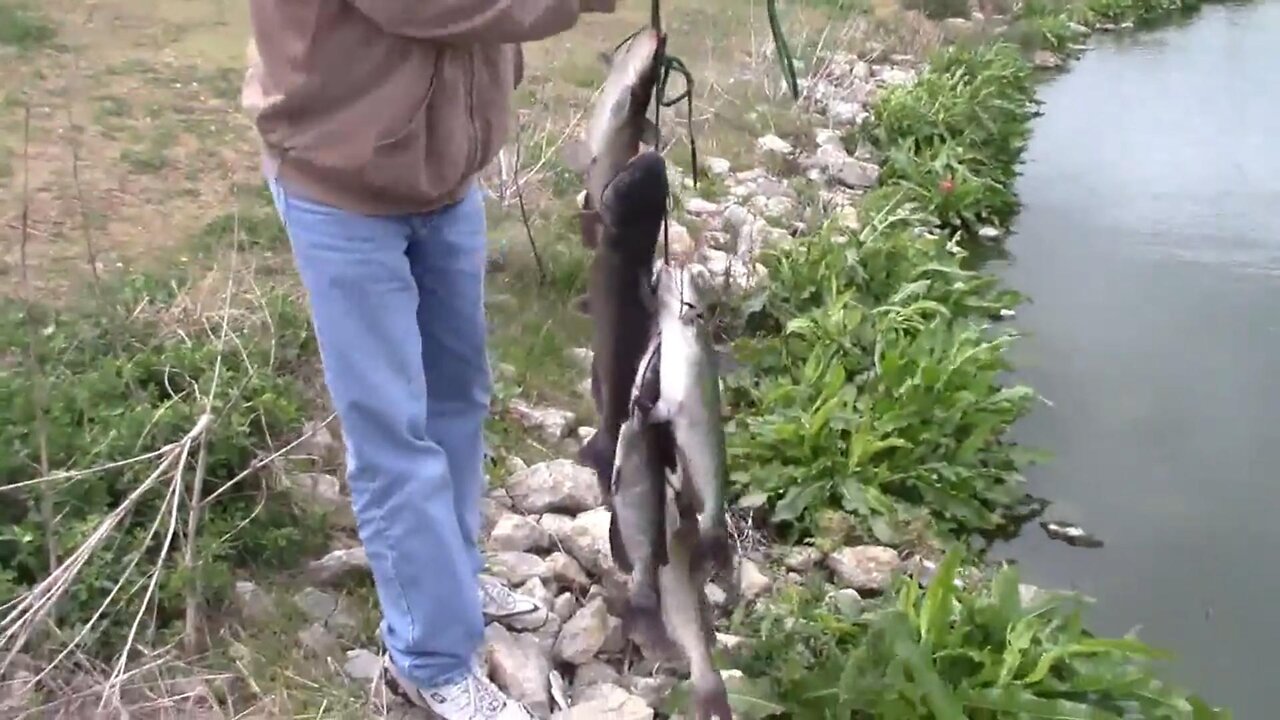 One Of Our Best Fishing Trips Ever - A Couple of Dozen Catfish Caught