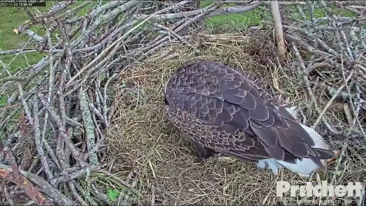 Harriet Lays first egg at 3:48 pmM brings some fluff and sees his precious egg.11-20-21