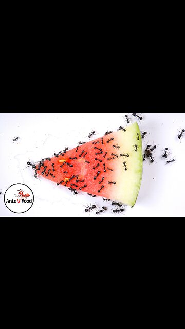 Ants vs Watermelon Time Lapse Short Version