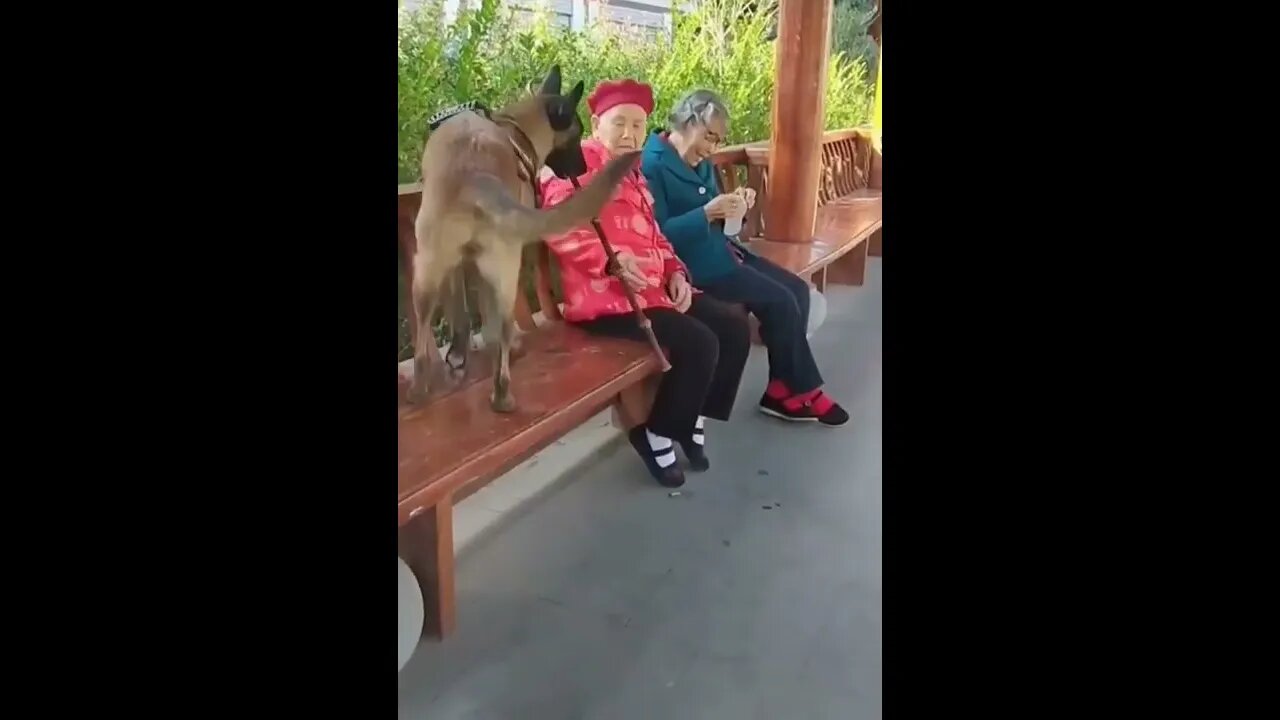 Loyal dog helping her human