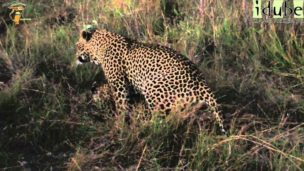 WILDlife: Leopards Pairing In Fading Light