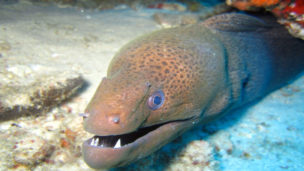 CLEAN AND COOK A GIANT MORAY EEL Vitnamese street food!!