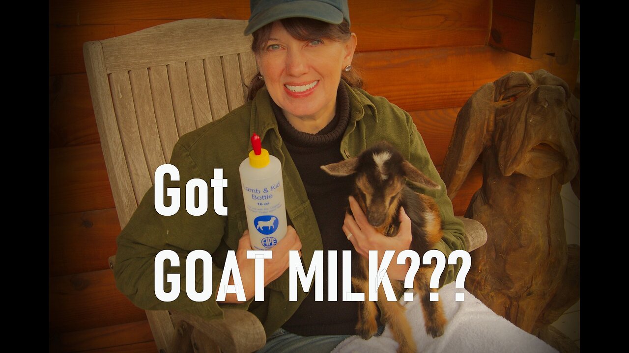 Bottle Feeding Kid Goats – How We Use Milk Replacer to Feed Our Baby Kid Goats at Our Homestead