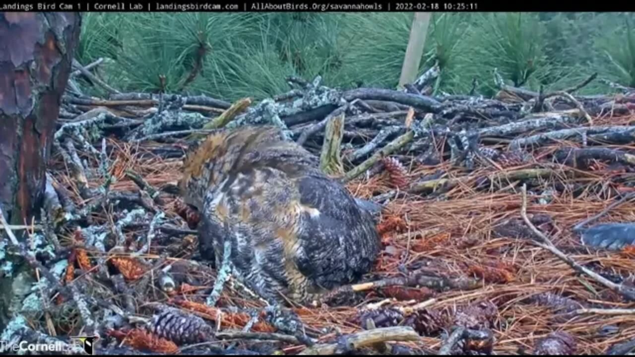 Carolina Chickadees Stop By 🦉 2/18/22 10:24