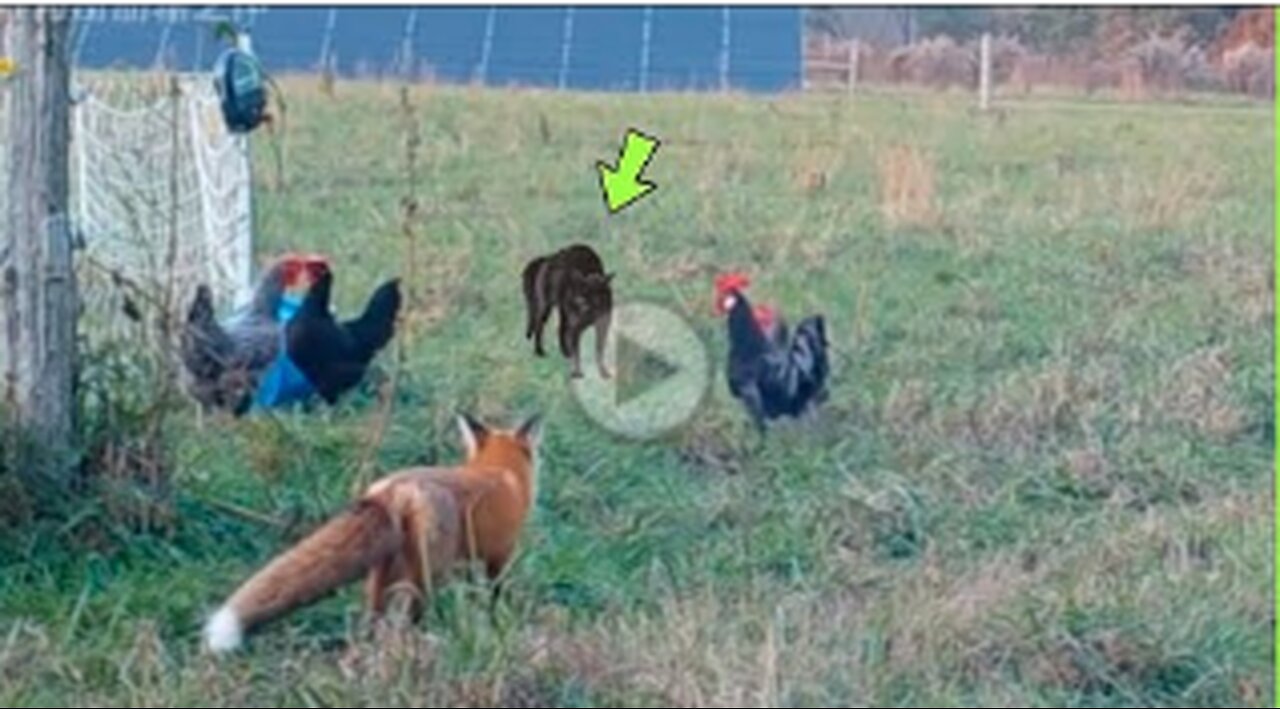 UNBELIEVABLE CAT SAVES CHICKEN FROM FOX,VVIRAL,TRENDING,CUTE CAT,