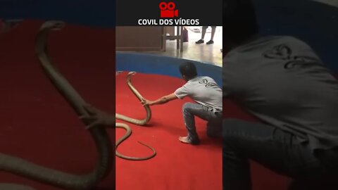 o ataque da cobra rei 😱😱😱