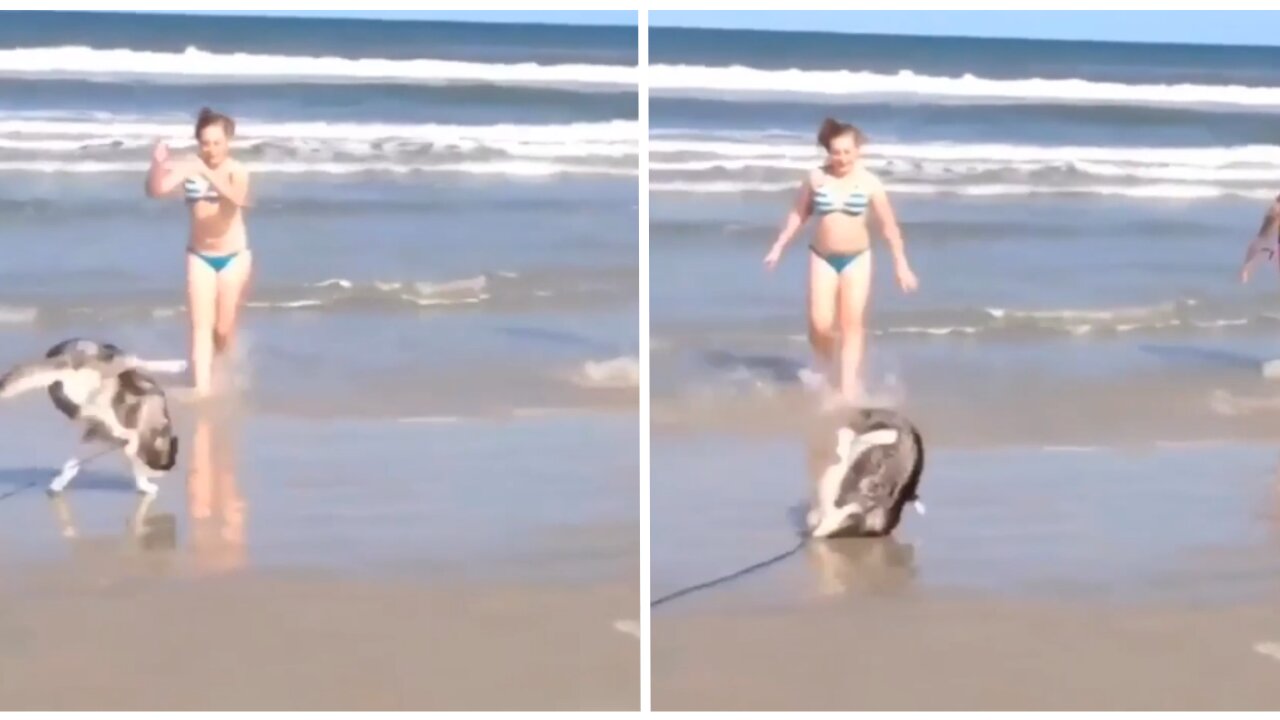Doggy Tries backflip!