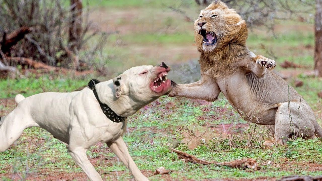 Lion killed a dog at zone 2 Ranthambore national park 🏞️ tiger attack dog 🐶 #rumble