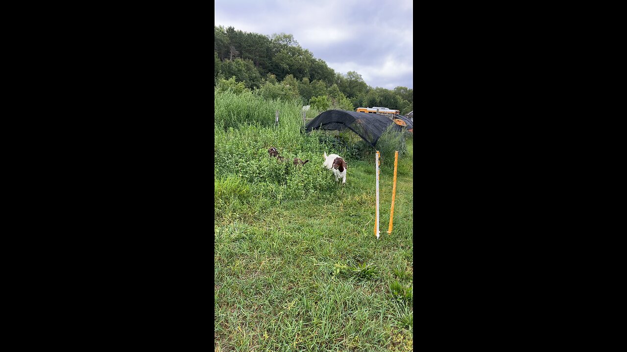 Fresh pasture